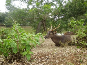 Rusa Unila IMGP0839